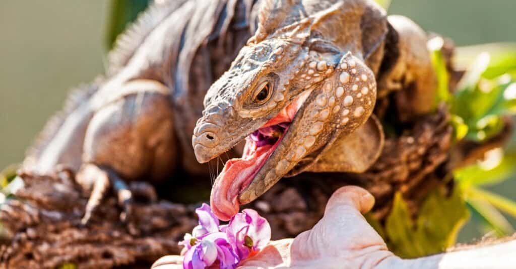 Blue Iguana Animal Facts  Cyclura lewisi - A-Z Animals