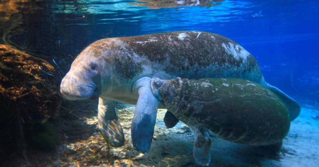 manatees swimming near ocean floor together