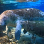 Manatees form strong attachments to each other.