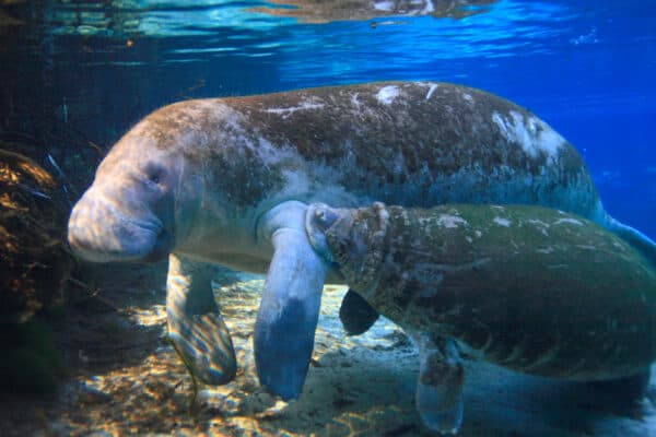 Manatees form strong attachments to each other.