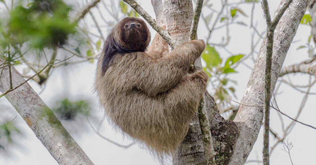 maned sloth hanging in tree