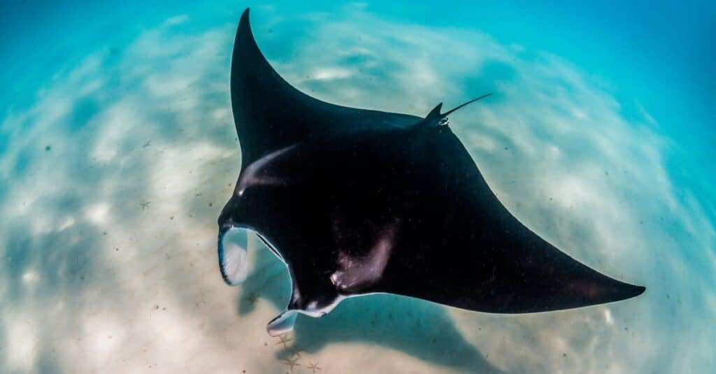 A close up of a Manta ray in the ocean. 