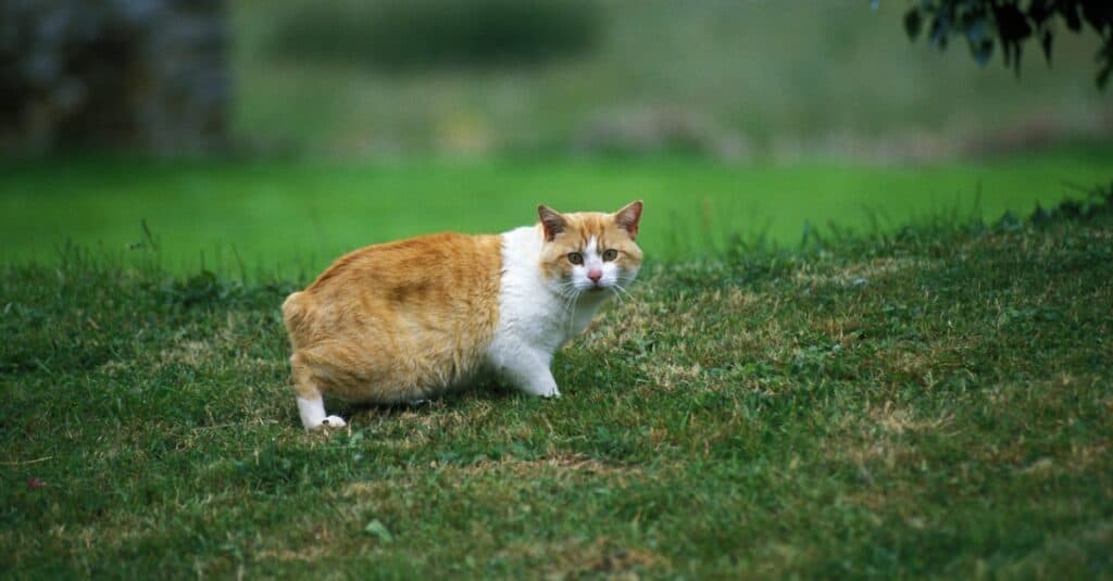 manx cat wandering outside