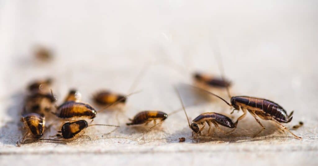 baby cockroach colony