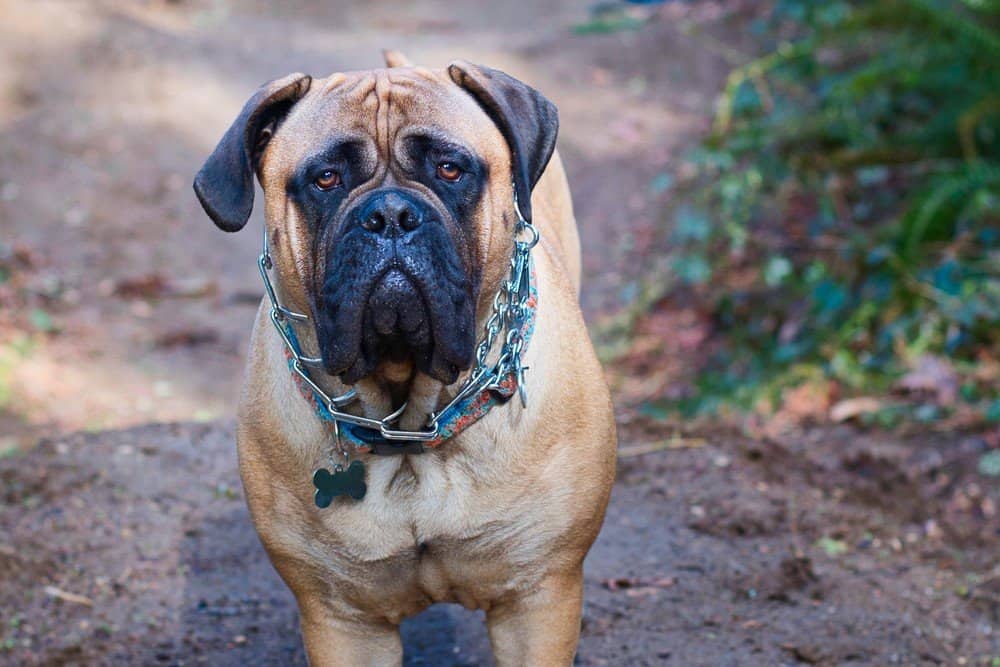 An American Bandogge Mastiff, a large and powerful breed of dog known for its strength. 