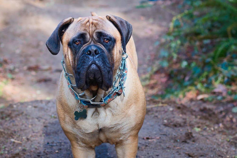 mastiff on dirt path