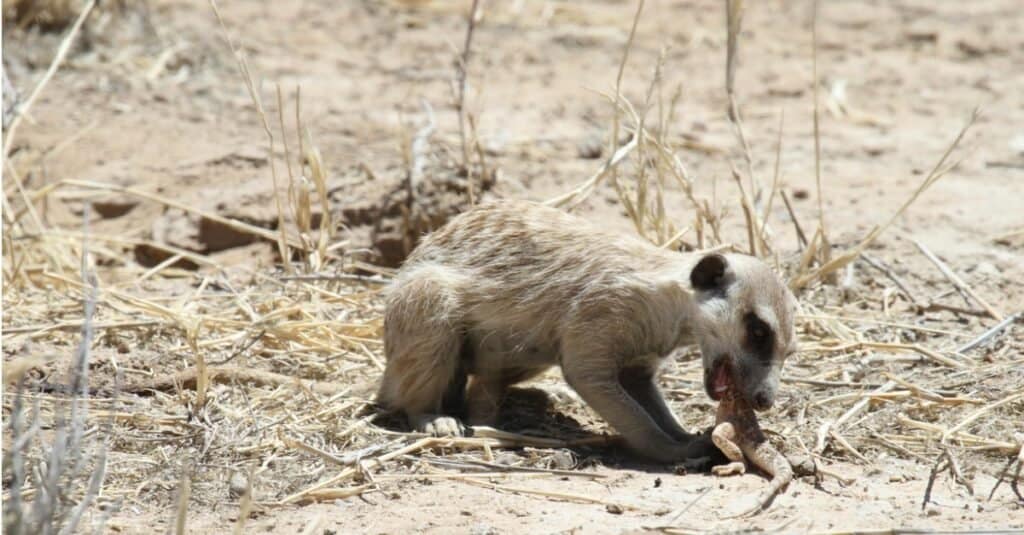 What Do Meerkats Eat?