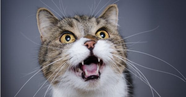 Cat Teeth: Everything You Need To Know - A-Z Animals