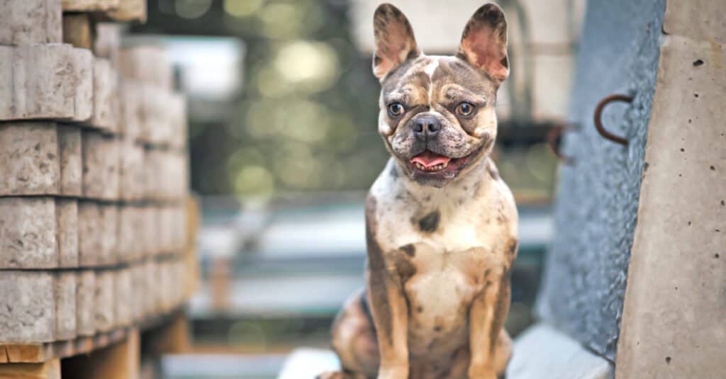 merle French bulldog sitting on chair with tongue out