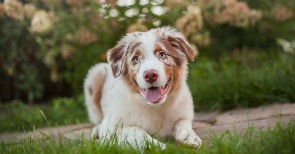 merle Australian shepherd laying in grass