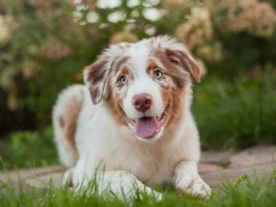 A Australian Shepherd vs Australian Cattle Dog: What are the Differences?