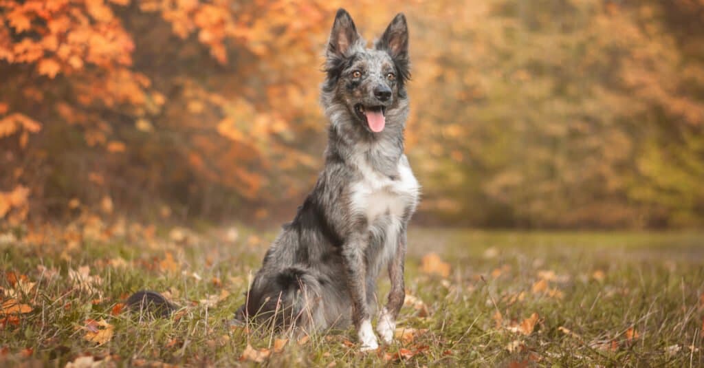 merle border collie sitting in field in fall