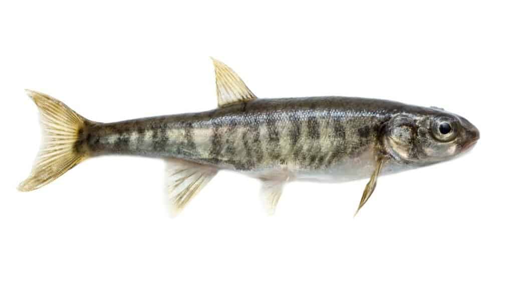 What Do Minnows Eat? Top Six Foods for Minnows AZ Animals