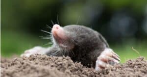 What Do Moles Eat? Picture