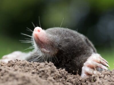 A 7 Animals Digging Holes in Your Yard (With Pictures and How to Stop Them!)