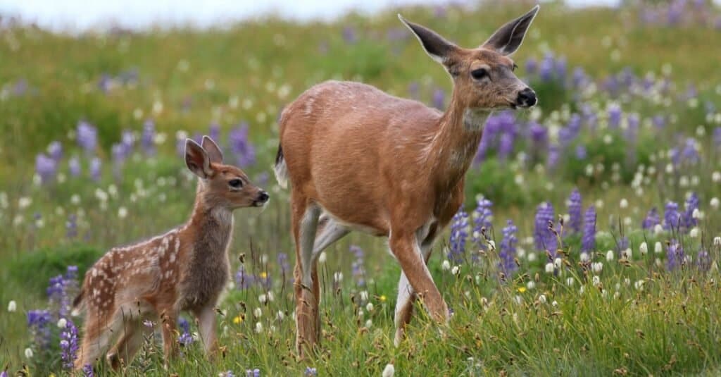 can i feed deer dry dog food