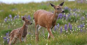 What Do Deer Eat? Picture