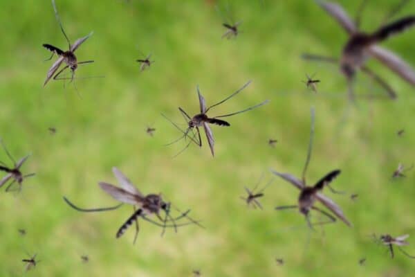 Many mosquitoes fly over a green grass field.