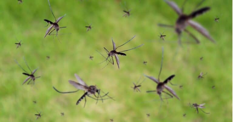 Many mosquitoes fly over a green grass field.