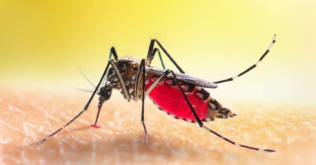 Aedes mosquito is sucking blood on human skin.