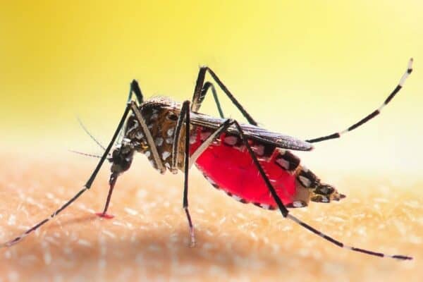 Aedes mosquito is sucking blood on human skin.