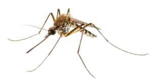 Discover 12 Smells That Mosquitoes Absolutely Hate (But You Will Love!) photo