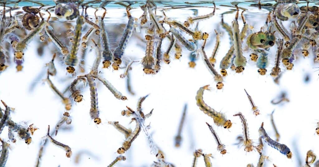 Mosquito larvae swimming in water.