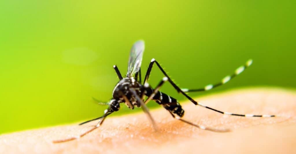 Mosquito sucking blood on human skin.