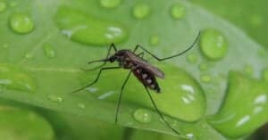Where Do Mosquitoes Go When It Rains? Picture