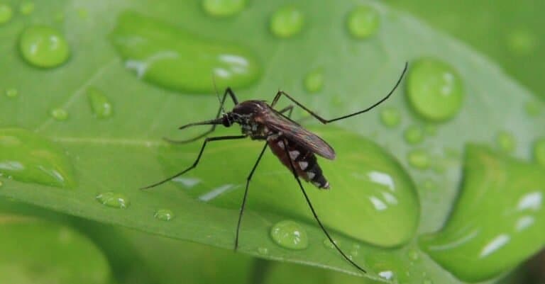 Mosquito sitting on a green leaf.