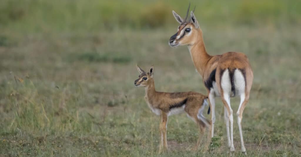 mother and baby gazelle