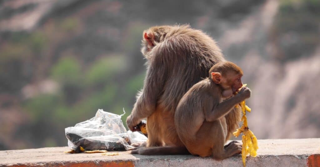 mother-and-baby-monkey-sitting-on-wall-eating-banana-picture-id1325596479