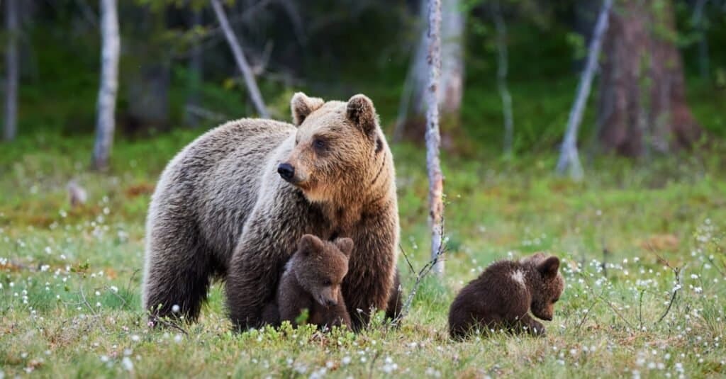 baby bear and mother