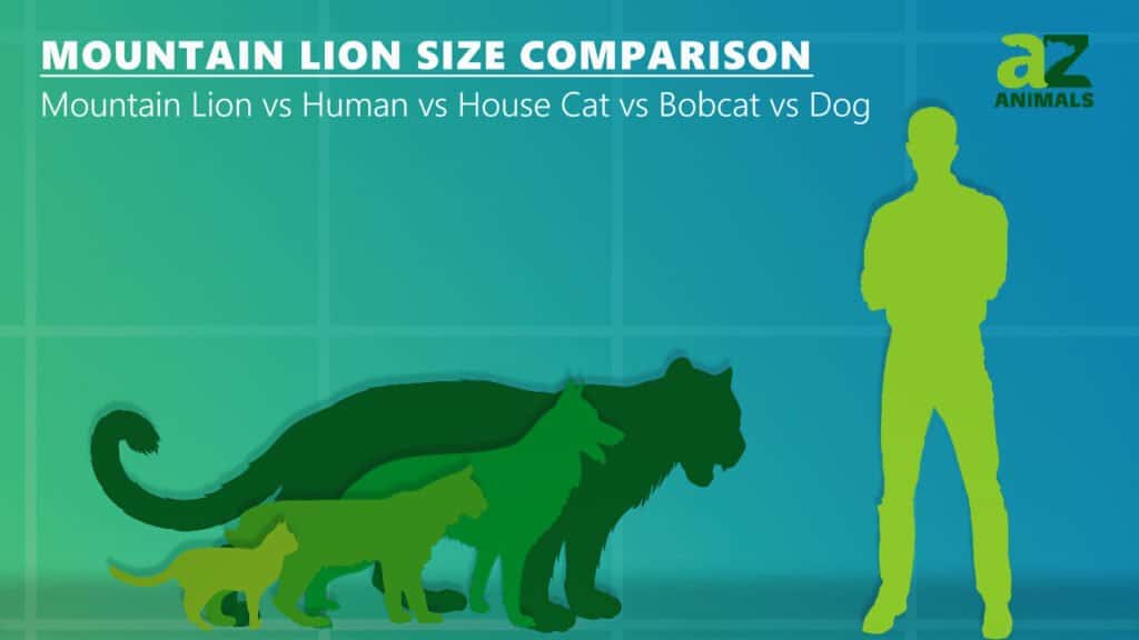 Mountain Lion Size Comparison: How Do They Compare to Humans? - A-Z Animals