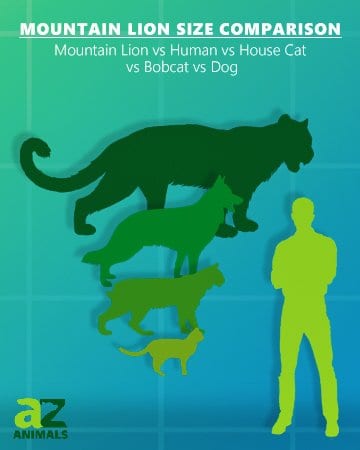 mountain lion size comparison with bob cat house cat and dog