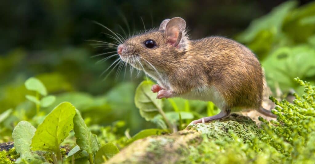 vole vs mouse