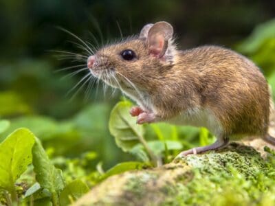 A Mouse Lifespan: How Long Do Mice Live?