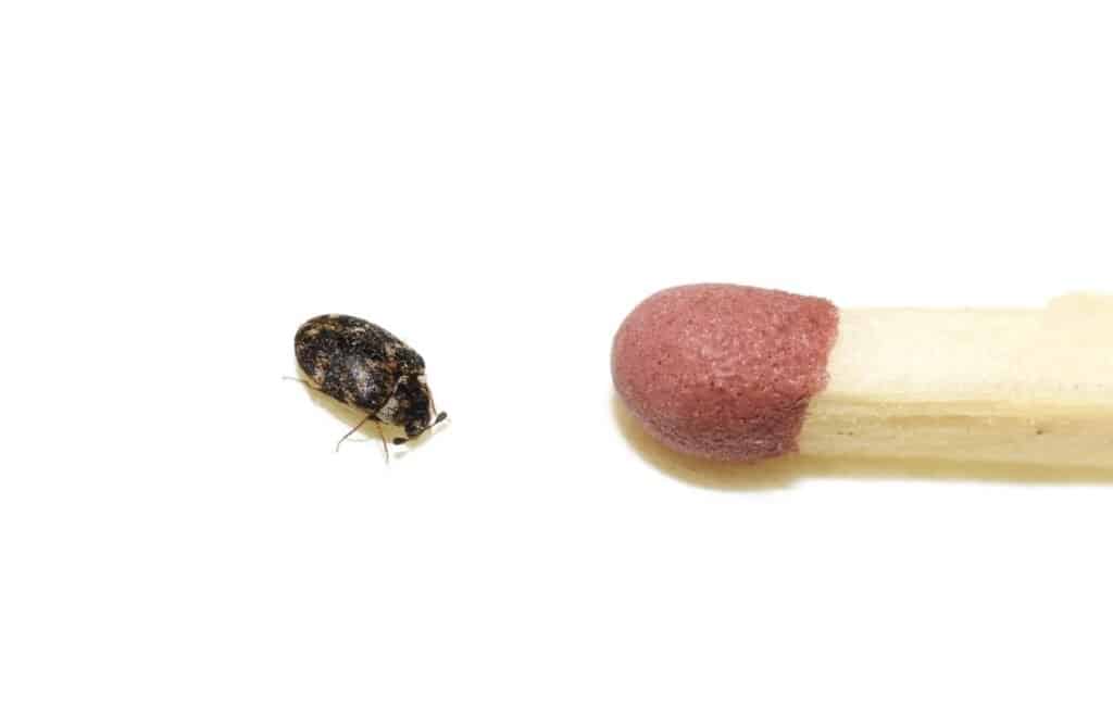 Carpet beetle next to match tip