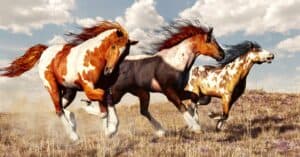 Discover the 3 Key Differences Between Mustang And Bronco Horses Picture