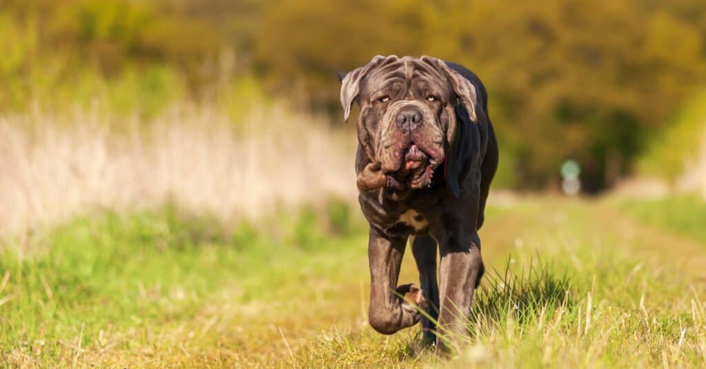 Neapolitan mastiff, a large breed of dog with a muscular build.