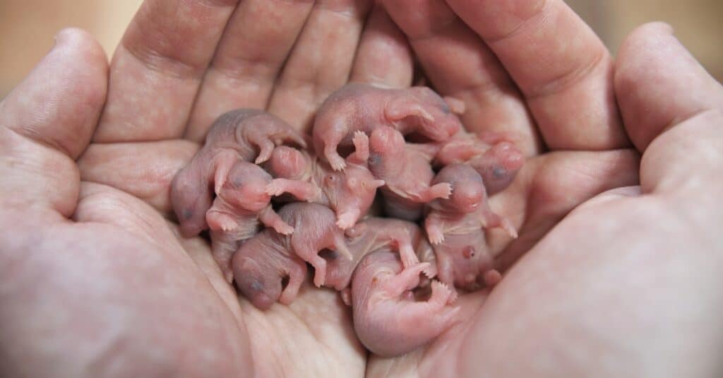 baby hamster litter