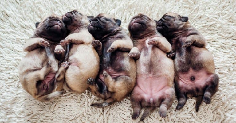 five newborn frenchies sleeping like burritos