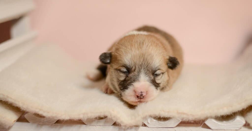 newborn puppy