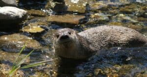 Otters in Texas: Where They Live & How Many Are in the State? Picture