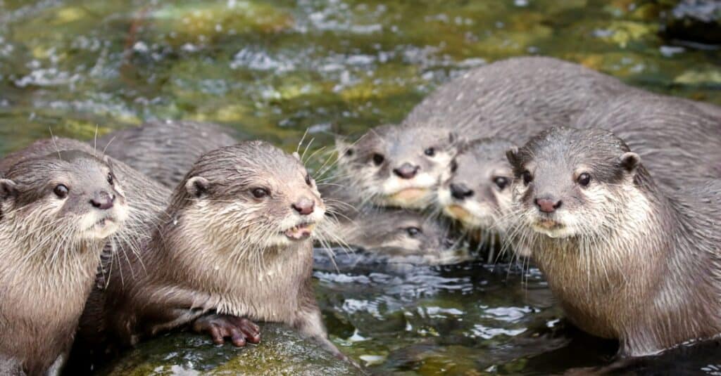 river otters