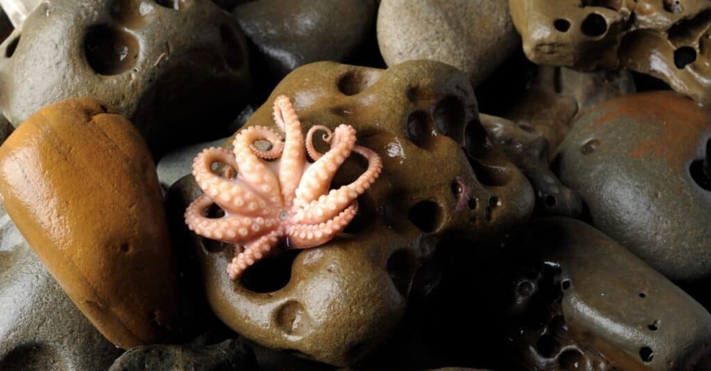 baby octopus upside down