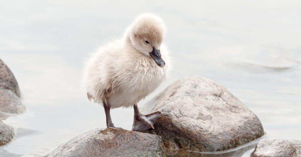 baby swan portrait