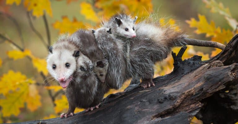 opossum in tree with babies on its back