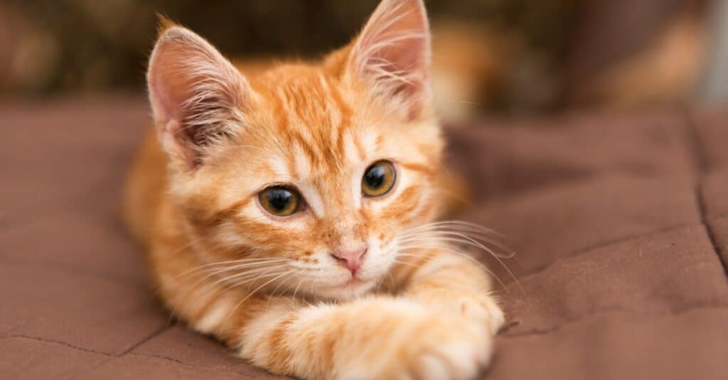 orange kitten laying down with paws crossed