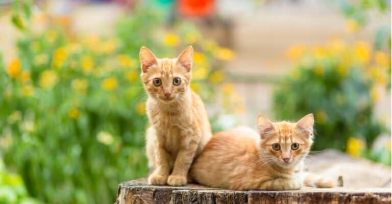 orange kittens laying on tree stump